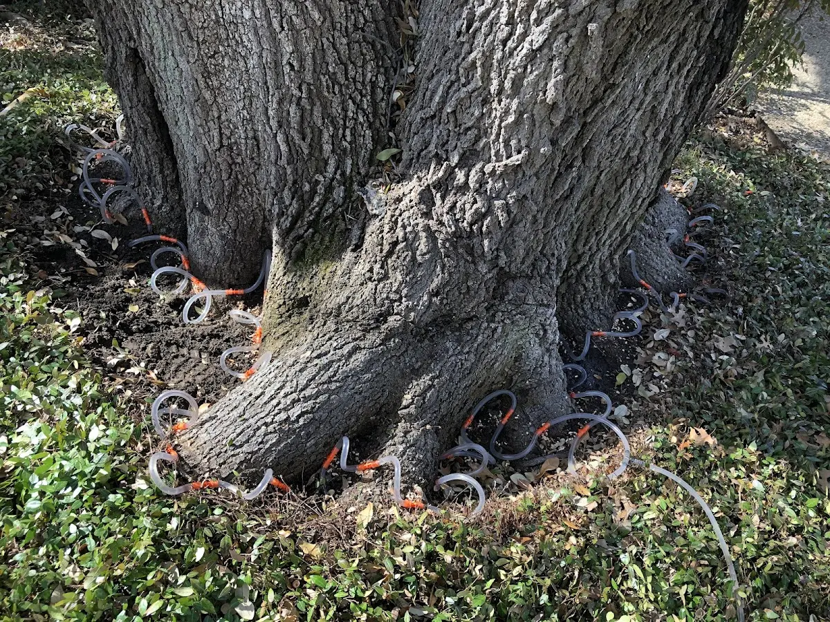 Detailed Tree Cabling and Bracing job site in Hawi